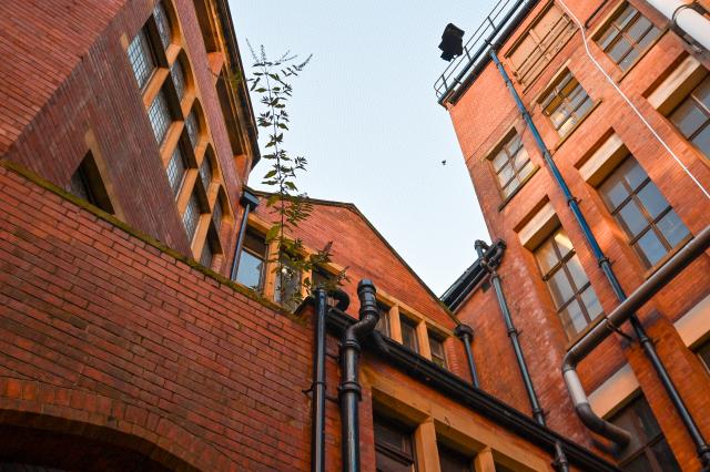 Red brick buildings with black drainpipies, from a low perspective